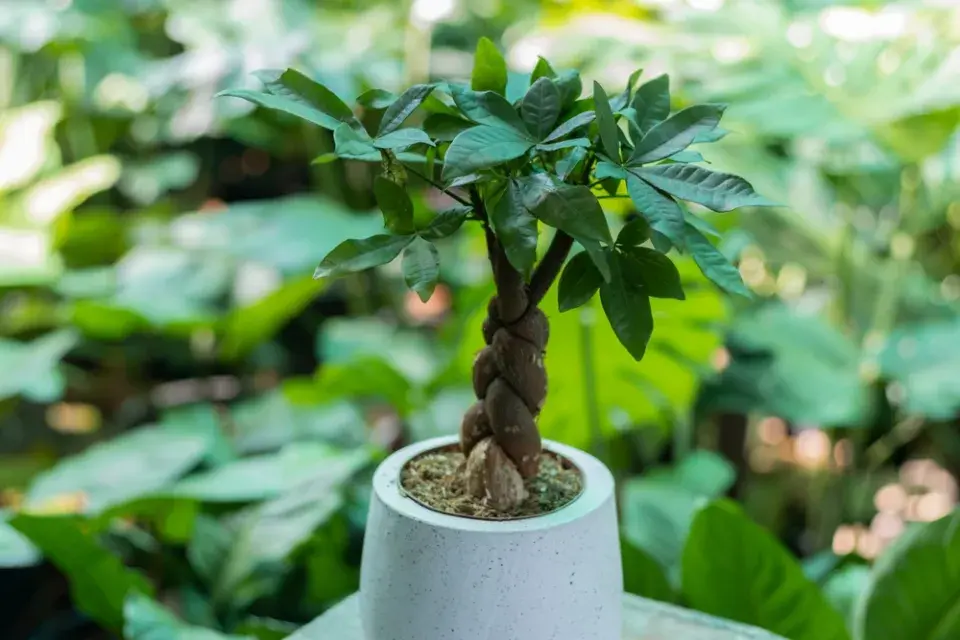 trendy v pokojových rostlinách