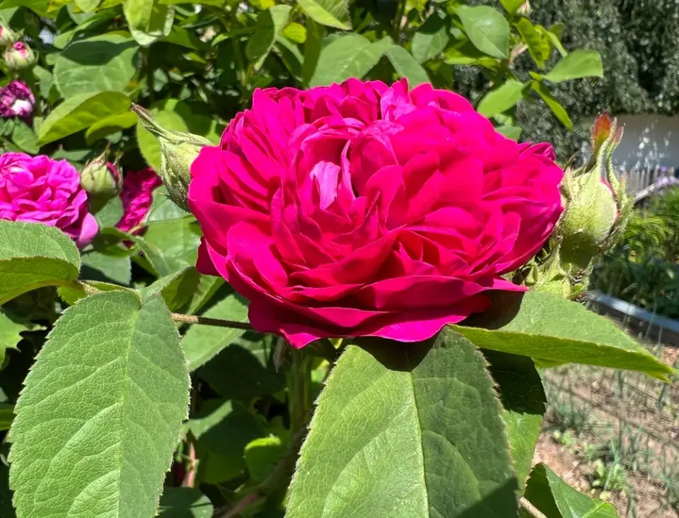 Damašská růže ´Theo Clever´