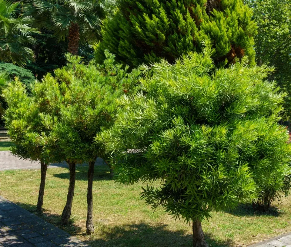 Strom moudrosti neboli nohoplod