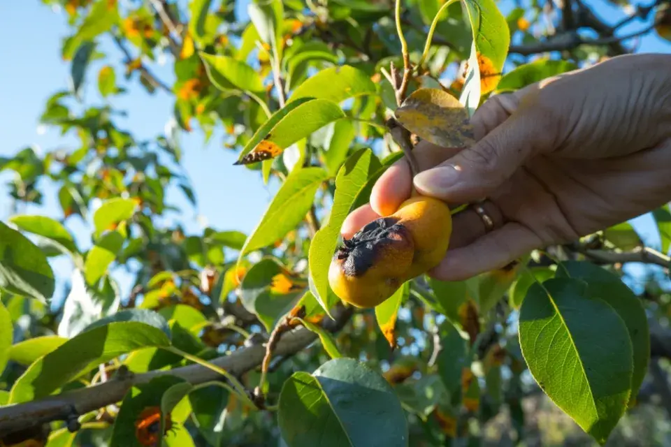 Ochrana ovocných stromů