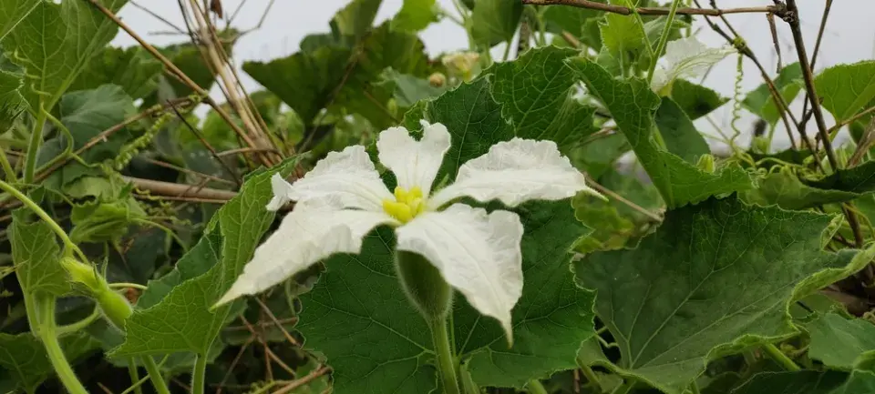 Kalabasa čili indická okurka jako univerzální zelenina