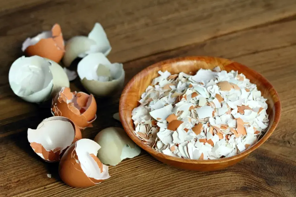 Skořápky na pokojové rostliny