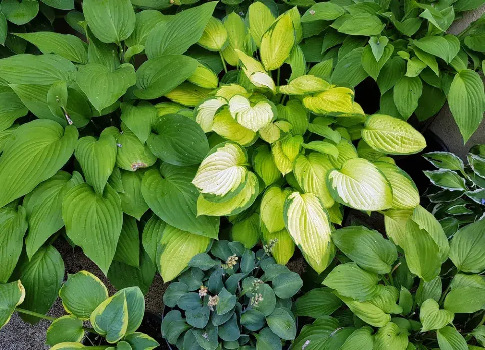 Hosta