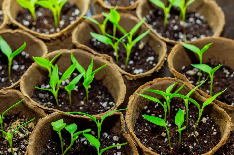 Leden je podle lunárního kalendáře výsevní špička pro papriky