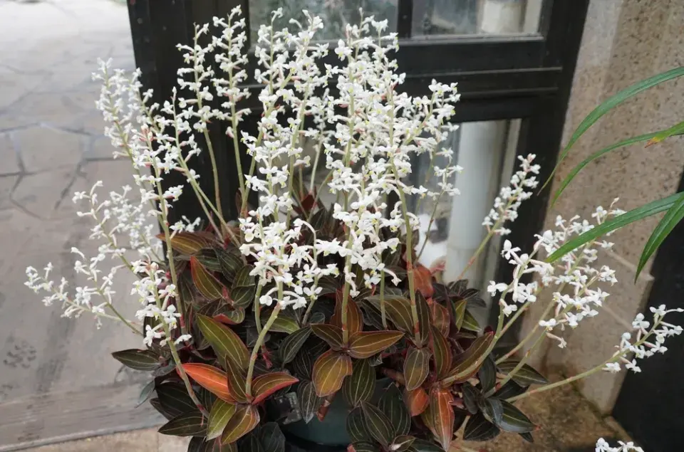 Ludisie (Ludisia discolor)