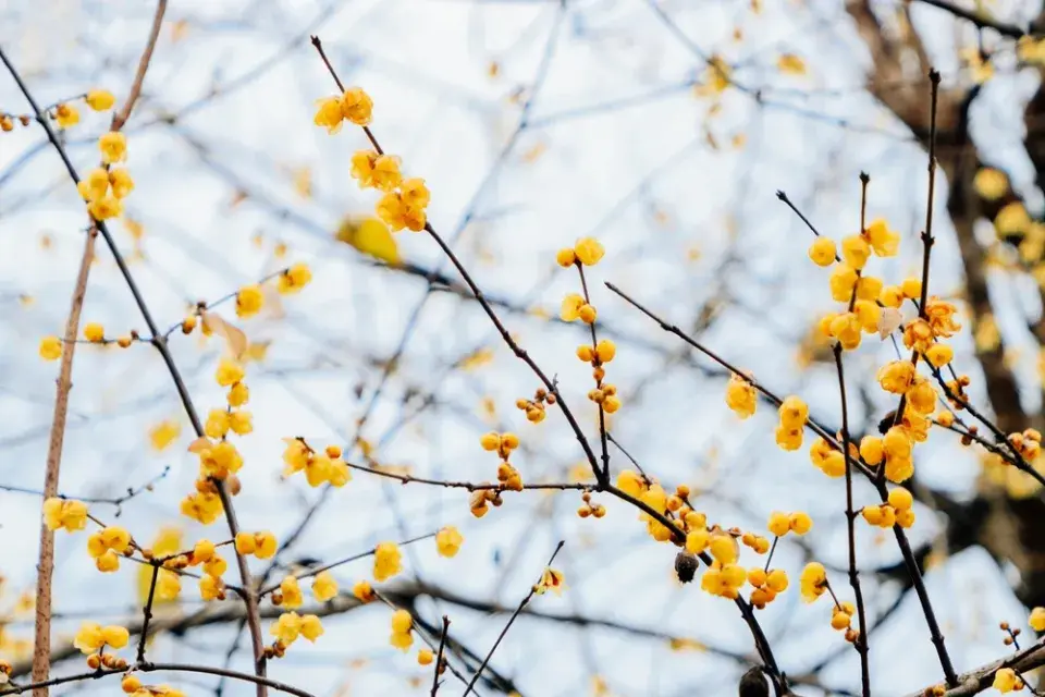 Čínské keře v Česku