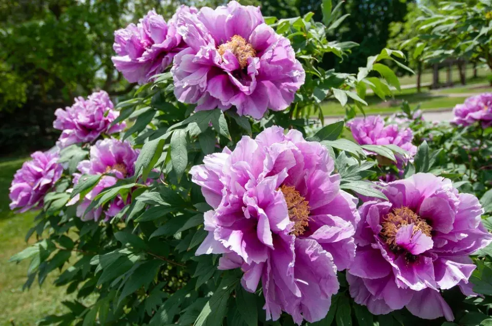 Čínské keře v Česku