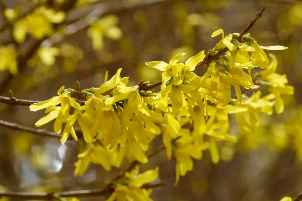 Čínské keře v Česku