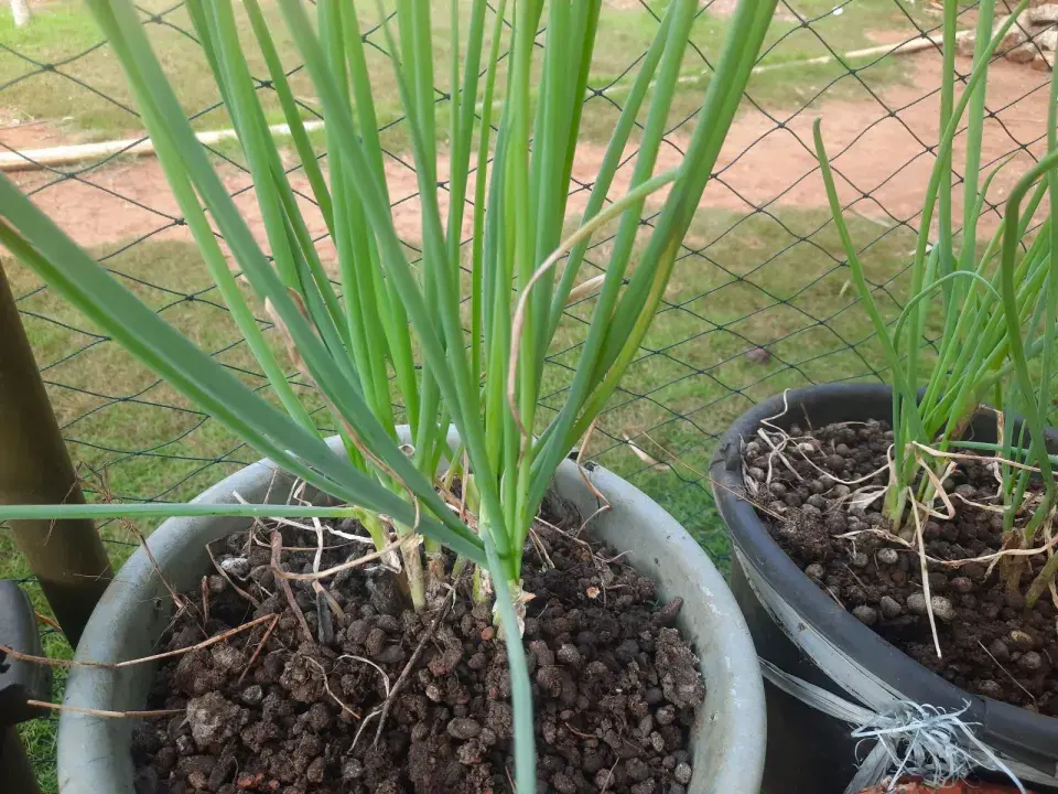 Pórek v květináči 