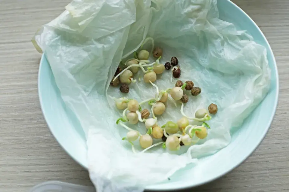 Jak urychlit klíčení semínek v domácích podmínkách?