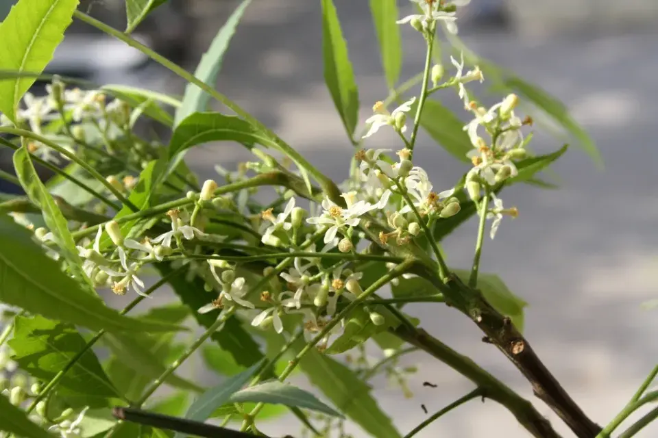 azadirachta indická (Azadirachta indica)