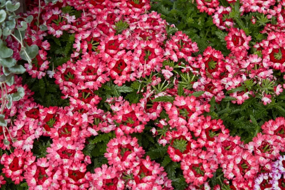  Barevná zahrada v červené barvě