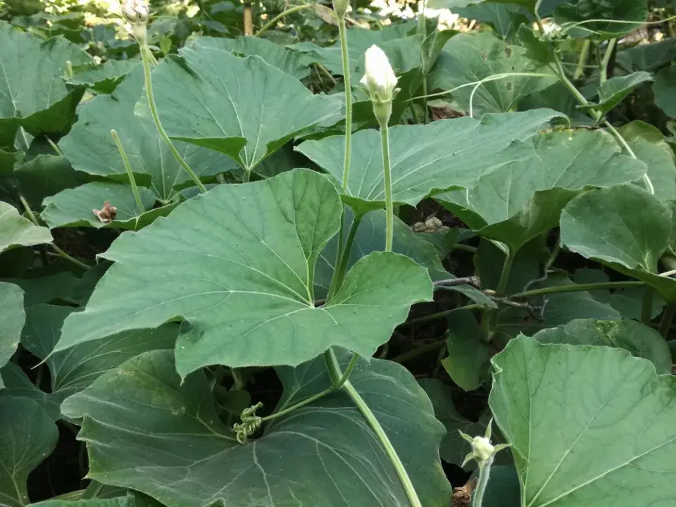 Kalabasa čili indická okurka jako univerzální zelenina