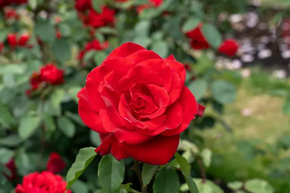  Barevná zahrada v červené barvě