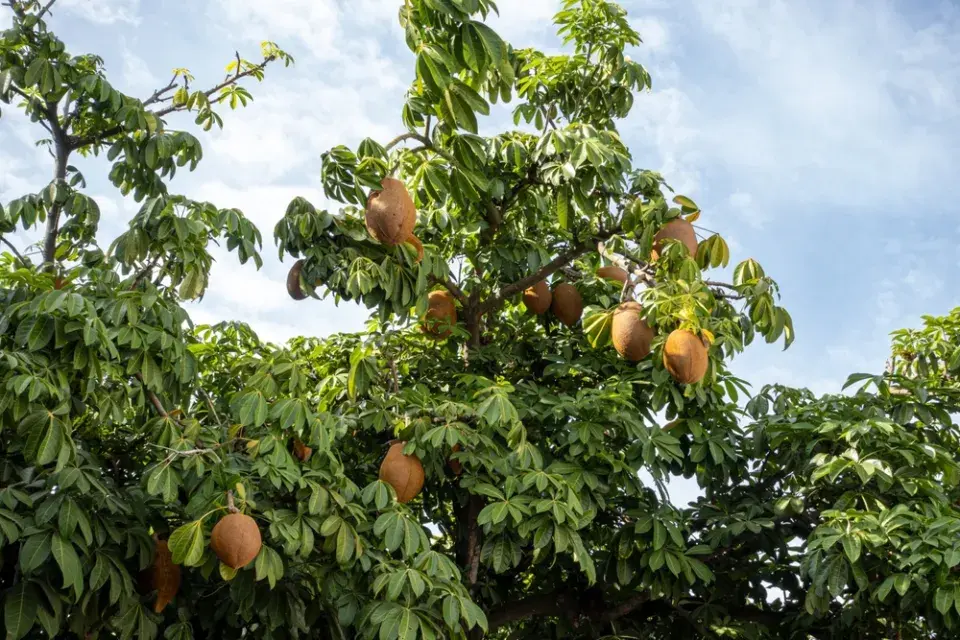Pachira je spolehlivá, reprezentativní a dlouhověká pokojová rostlina