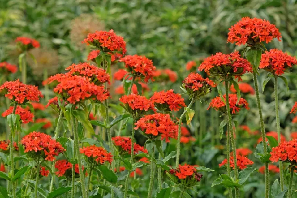  Barevná zahrada v červené barvě