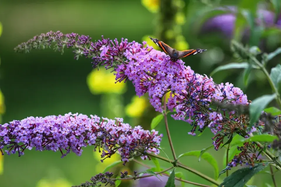 Čínské keře v Česku