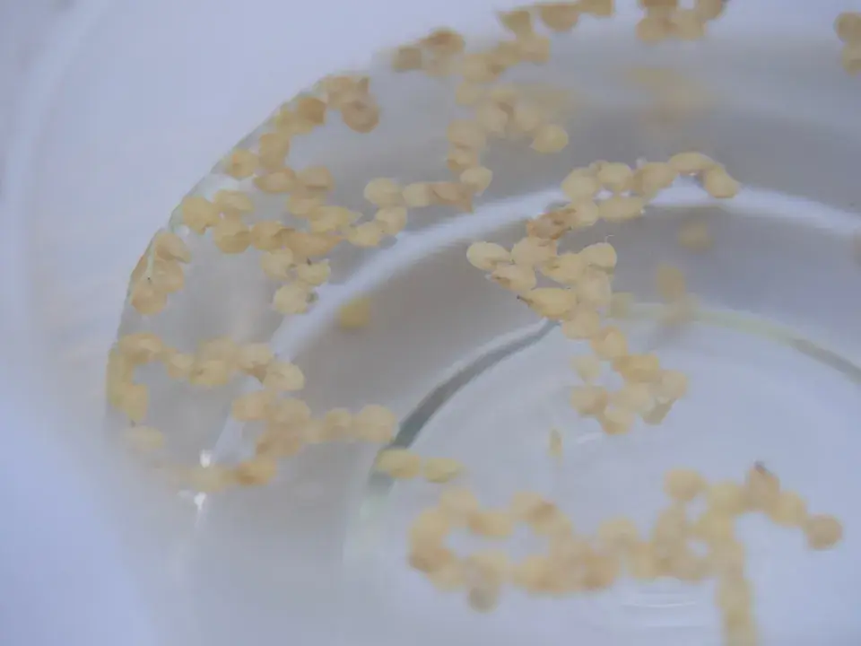 Leden je podle lunárního kalendáře výsevní špička pro papriky