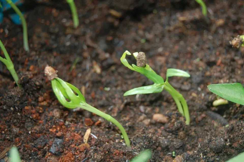 Jak urychlit klíčení semínek v domácích podmínkách?