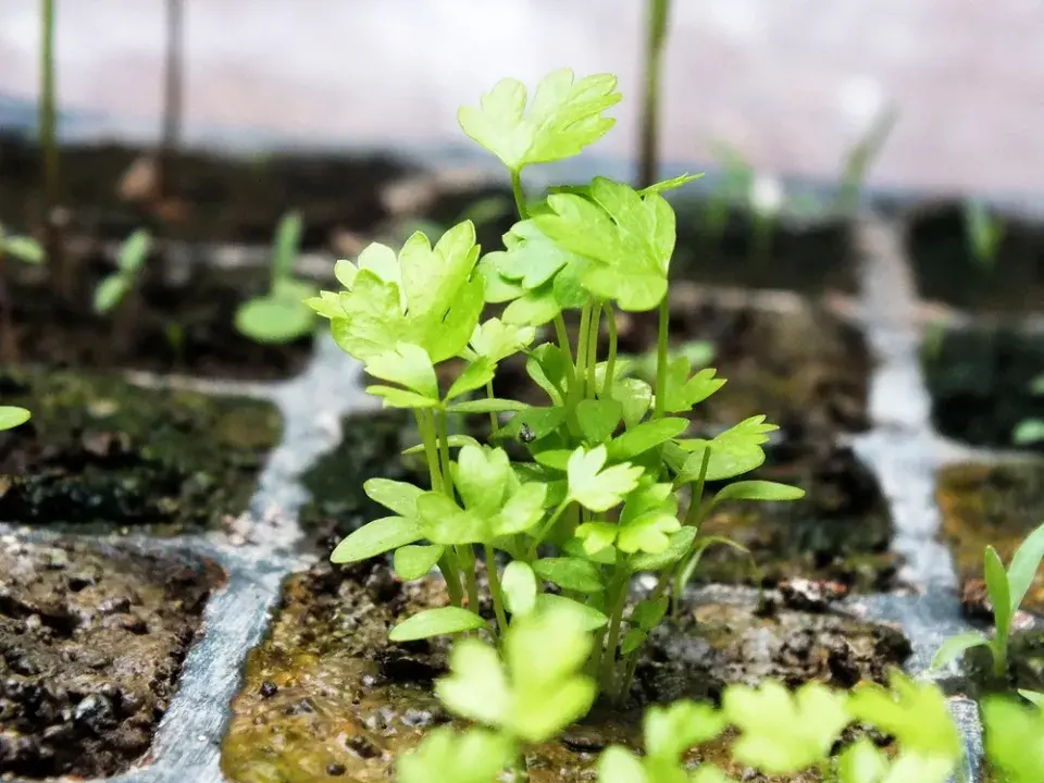 Rostliny, které lze vysévat v lednu