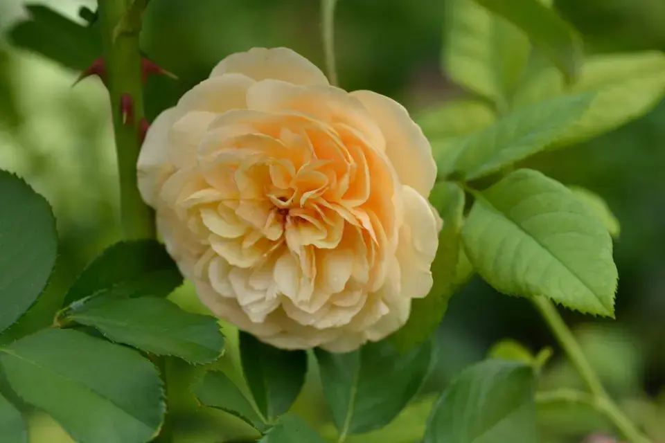 Růže v broskvové barvě