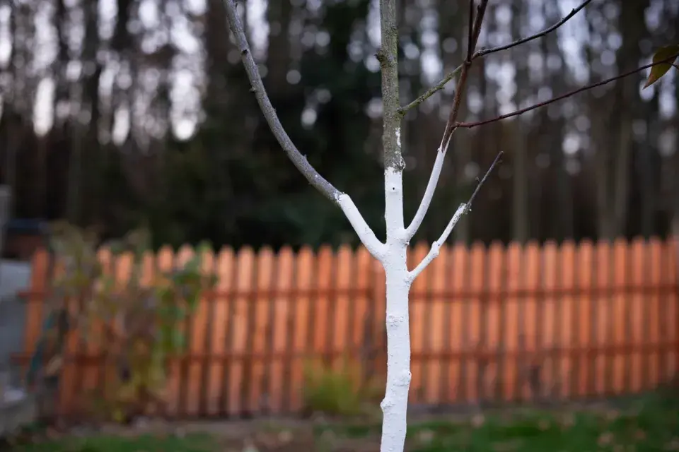 Bíle natřené kmeny