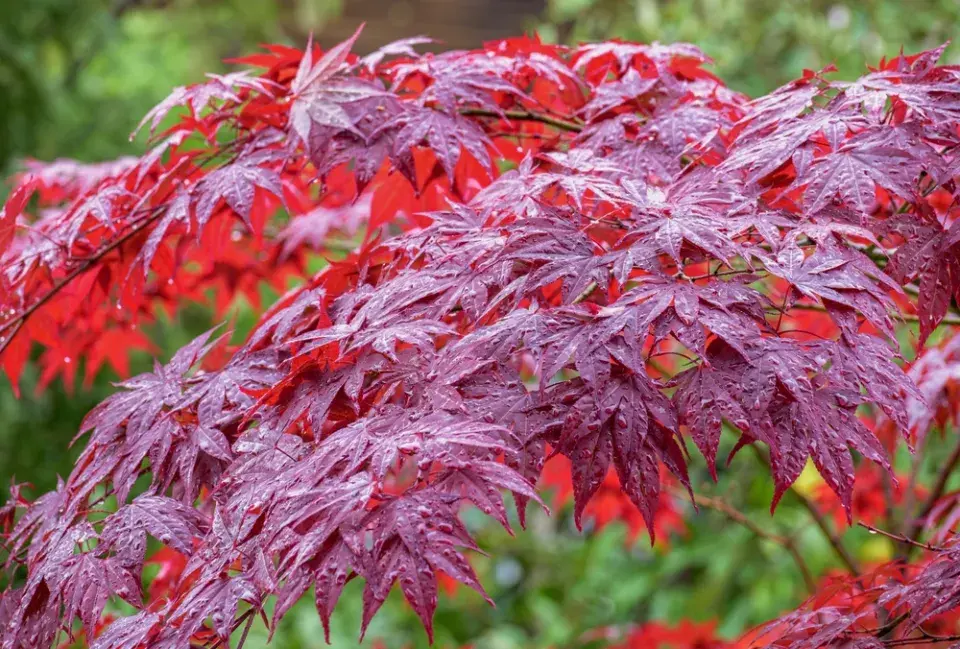  Barevná zahrada v červené barvě