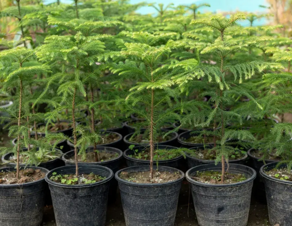 Opičí strom (araukárie): exotická dřevina s prehistorickou minulostí