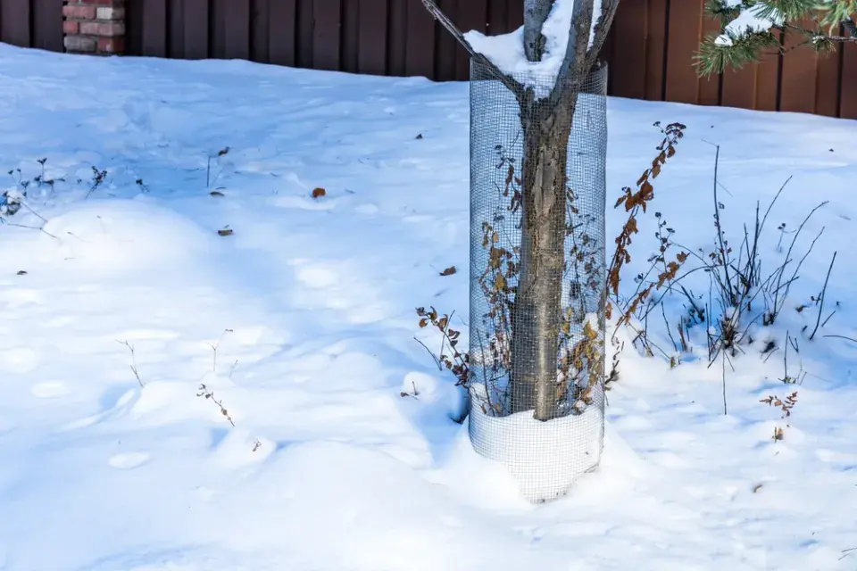 Sněžný úplněk ve Lvu