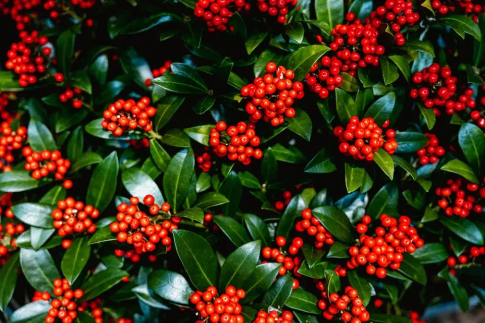 Skimmia