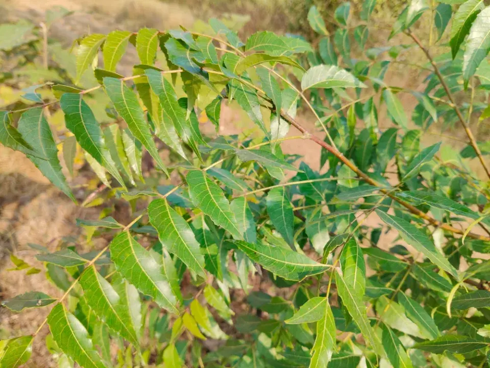 azadirachta indická (Azadirachta indica)