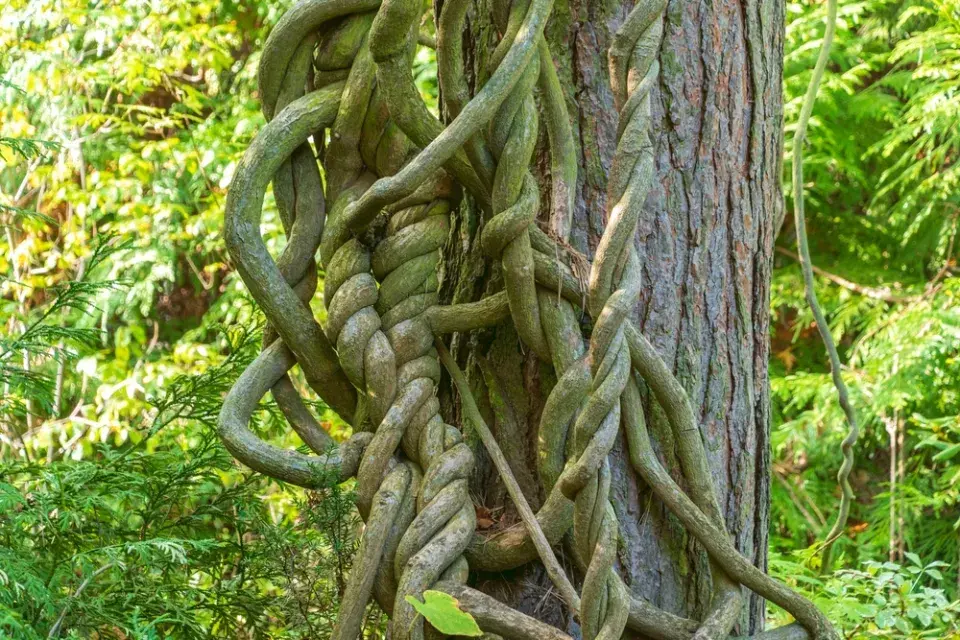 Podražec velkolistý vám vytvoří nad hlavou dokonalý baldachýn