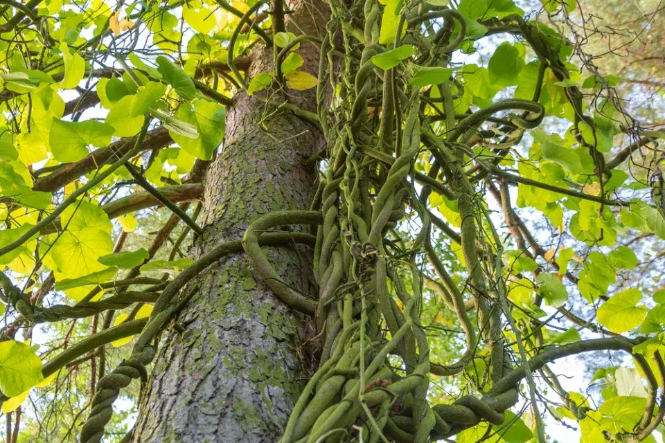 Podražec velkolistý