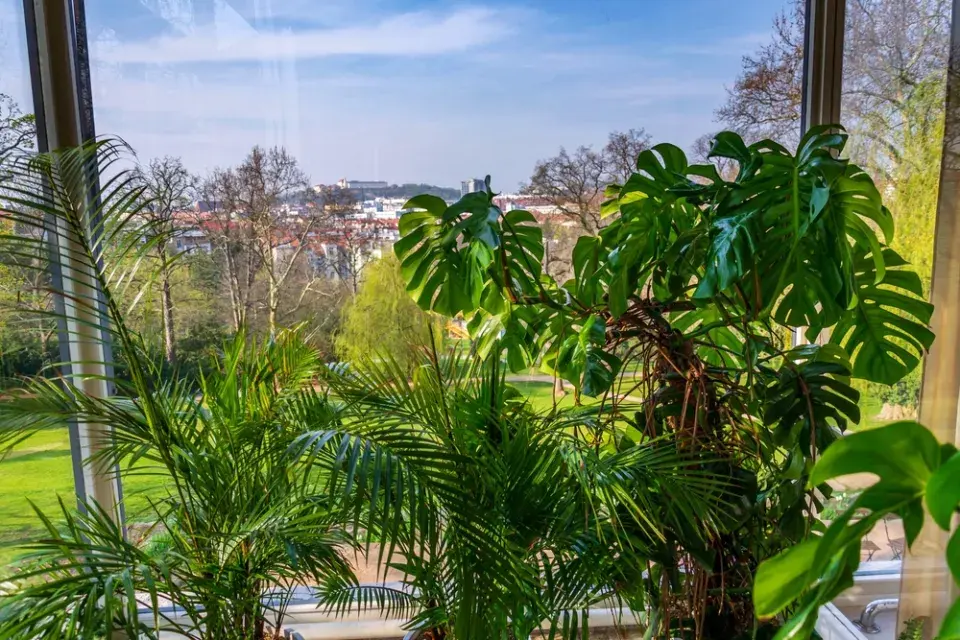 Zimní zahrada v lednu pomůže rostlinám přečkat do jara