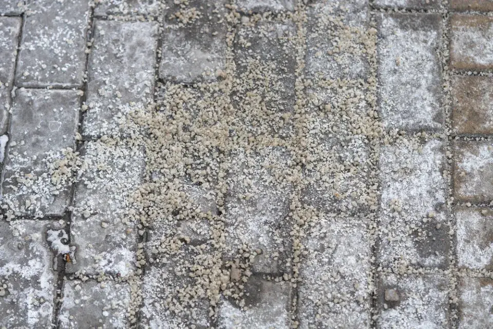 Venčení psa v zimě