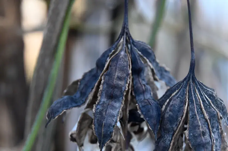Podražec velkolistý vám vytvoří nad hlavou dokonalý baldachýn