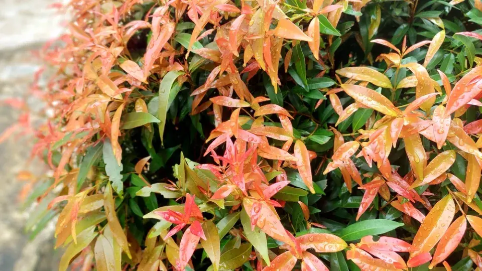 Rostliny k výsadbě do kyselých půd