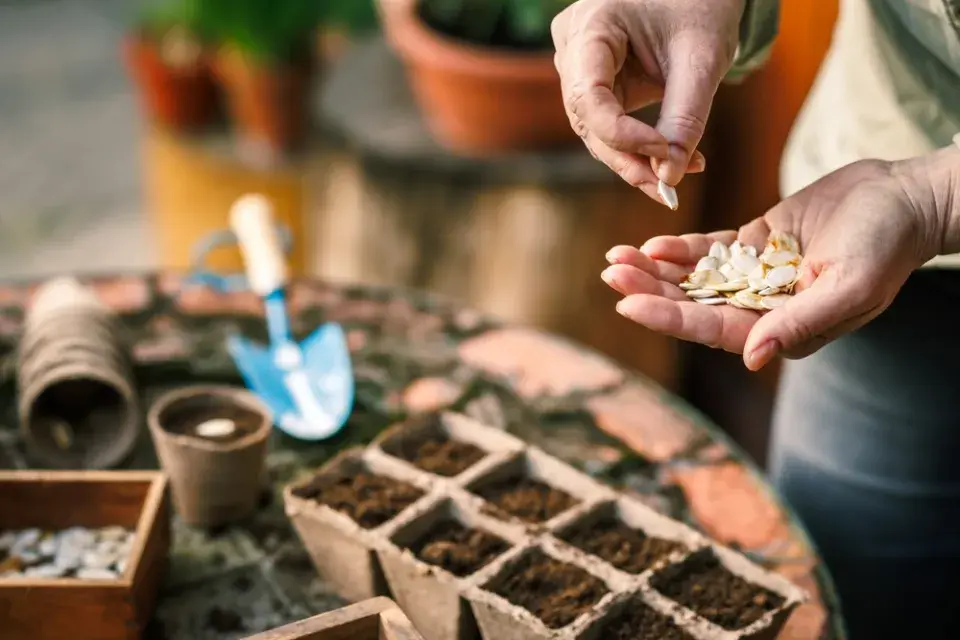 Jak urychlit klíčení semínek v domácích podmínkách?