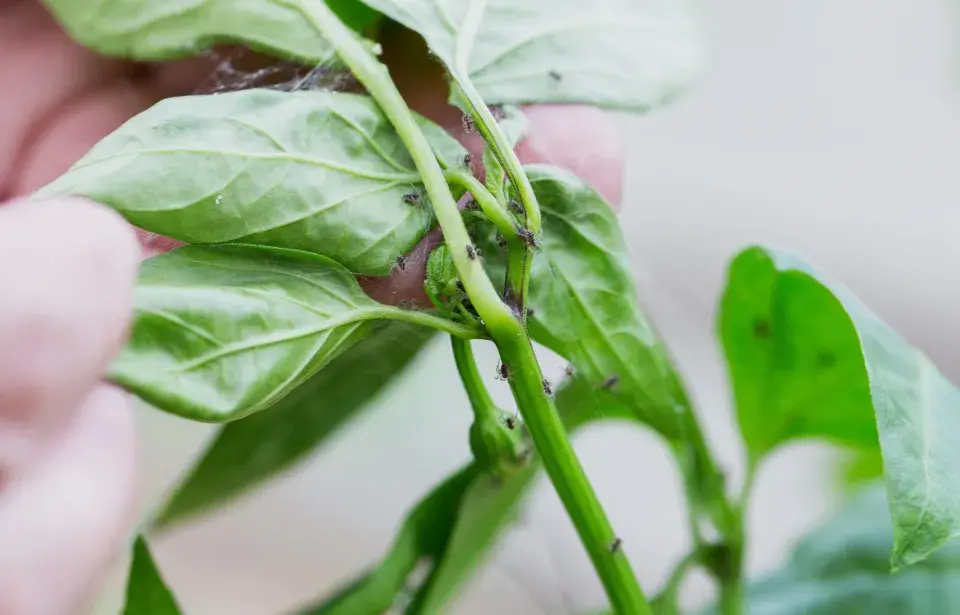 Vliv česneku na rostliny