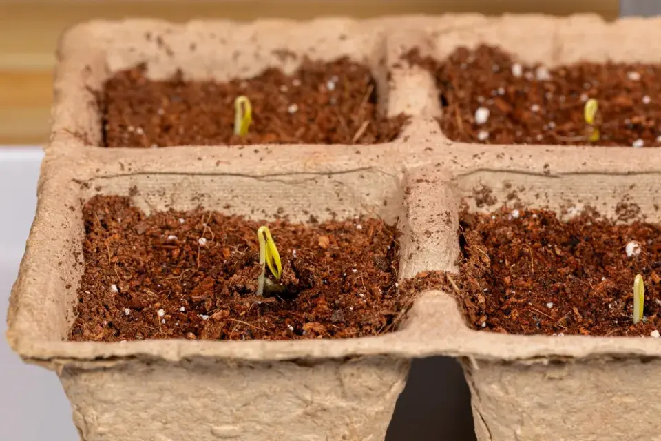 Leden je podle lunárního kalendáře výsevní špička pro papriky