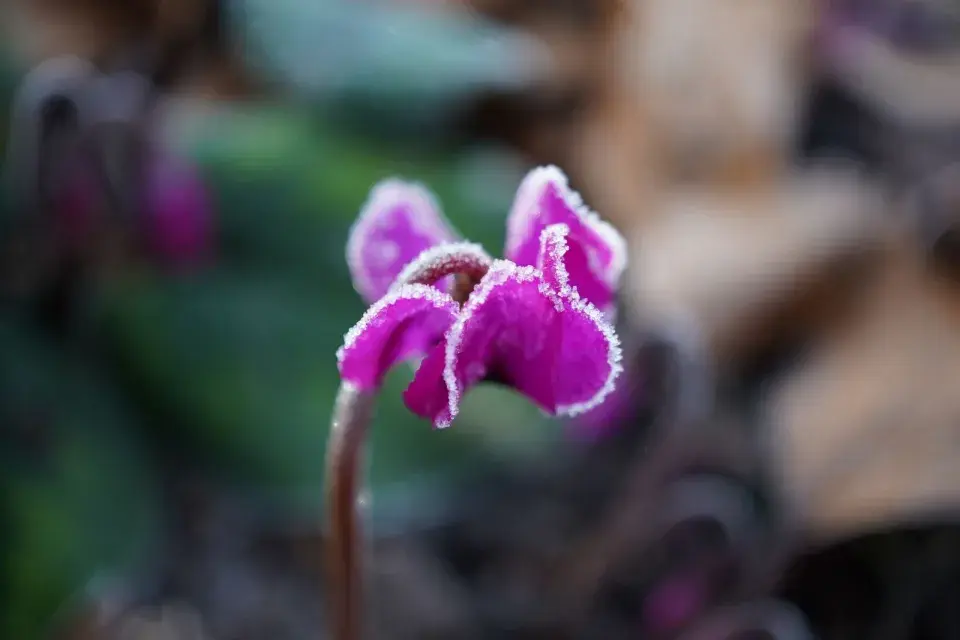 Venkovní brambořík 