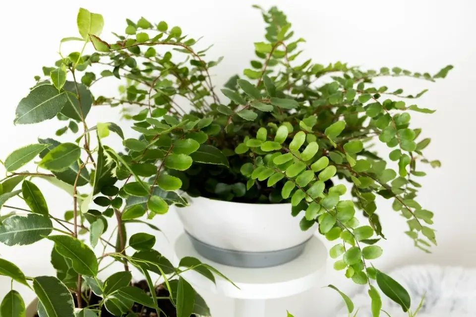 Knoflíkovka, temnotka či kožitka (Pellaea rotundifolia) 