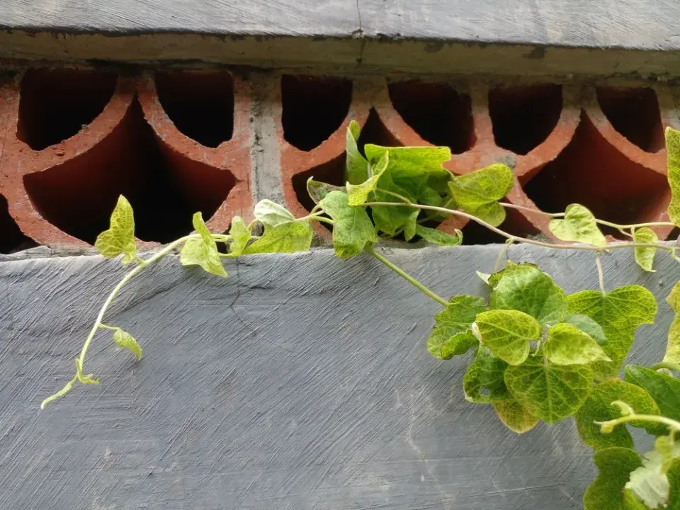 Podražec velkolistý vám vytvoří nad hlavou dokonalý baldachýn