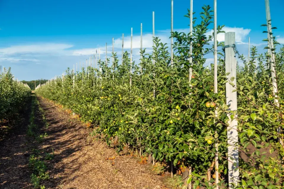 Ovocný sad