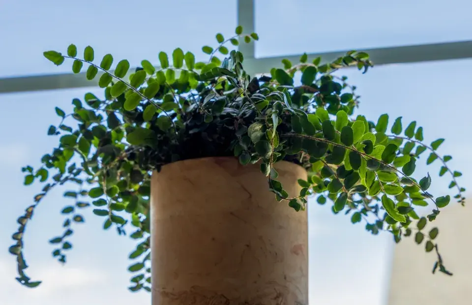 Knoflíkovka, temnotka či kožitka (Pellaea rotundifolia) 