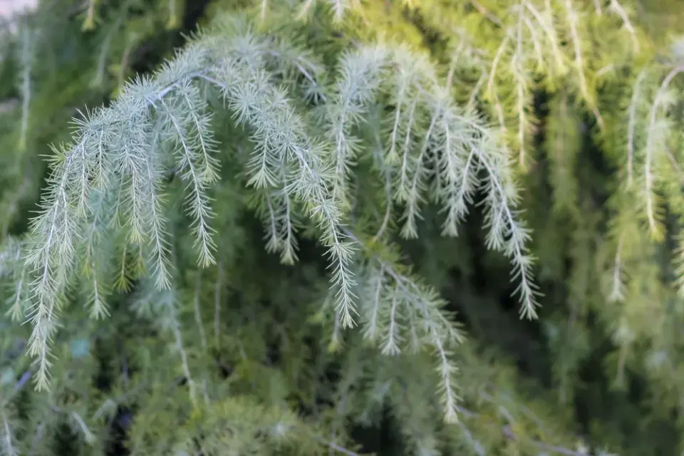 Stálezelená zima nikdy neomrzí