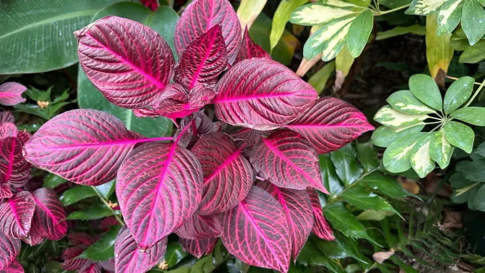 irezína (Iresine herbstii) 