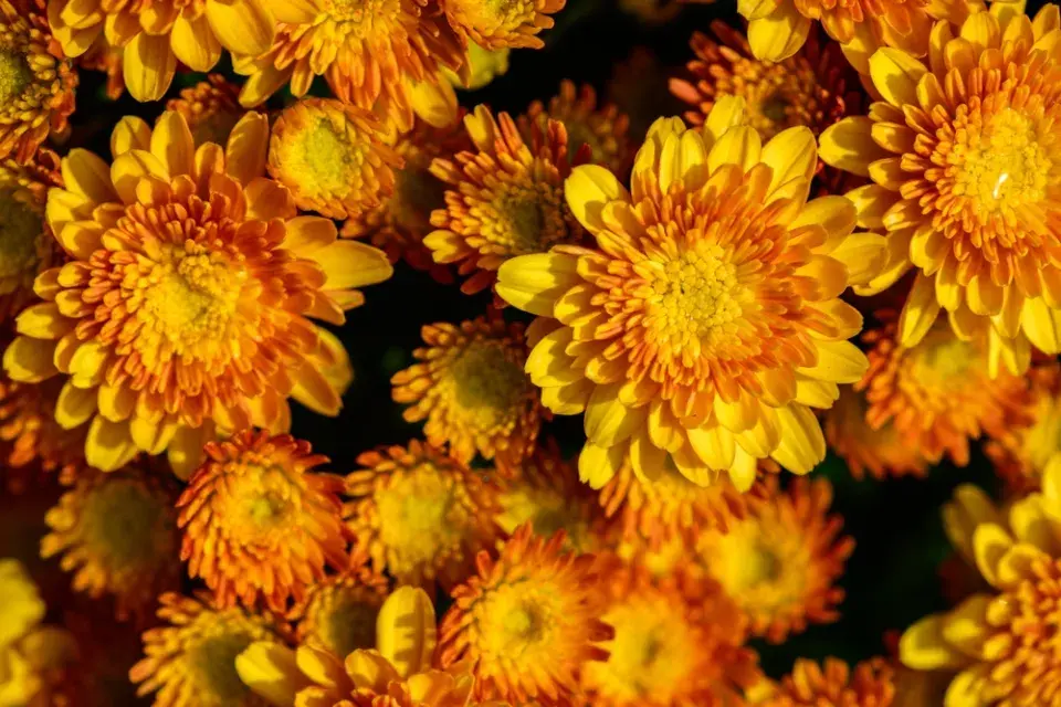 Žlutě kvetoucí zahrada imituje slunce a zvedá náladu