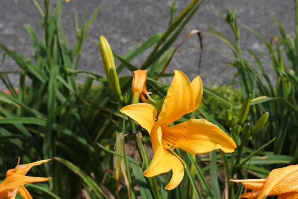 Žlutě kvetoucí zahrada imituje slunce a zvedá náladu
