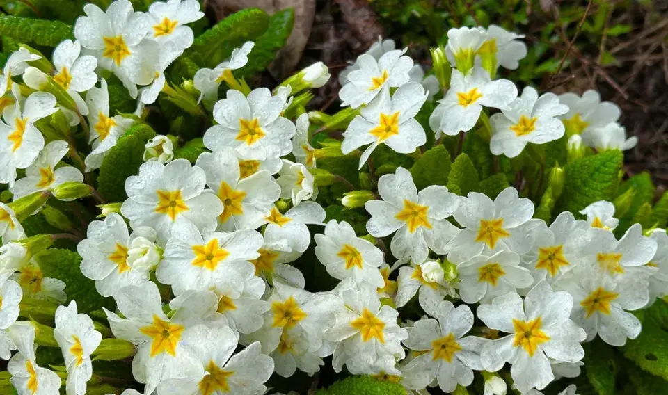 Magické účinky jarních květin